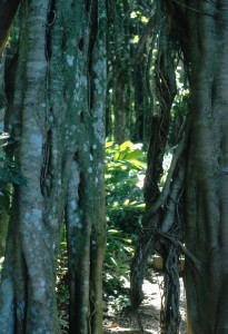 049_St_Lucia_Rainforest_etc_2