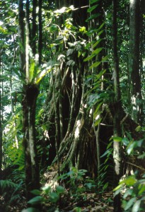 051_St_Lucia_Rainforest_etc_4