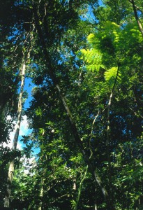 052_St_Lucia_Rainforest_etc_5