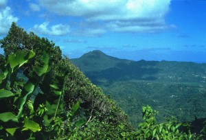 053_St_Lucia_Rainforest_etc_6