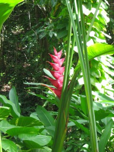 085_St_Lucia_Waterfall_Botanical_Garden_2
