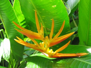 086_St_Lucia_Waterfall_Botanical_Garden_3