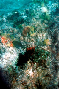 135_Grenadines_Mayreaux_9