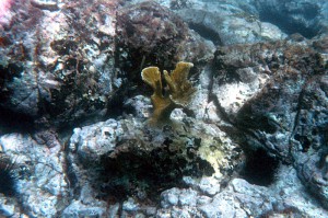 136_Grenadines_Mayreaux_10