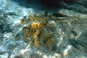 137_Grenadines_Mayreaux_11