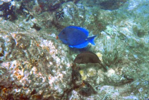 139_Grenadines_Mayreaux_13