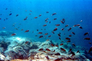 140_Grenadines_Mayreaux_14