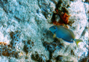 141_Grenadines_Mayreaux_15