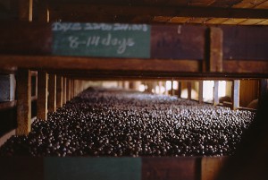 217_Grenada_Nutmeg_Factory_6