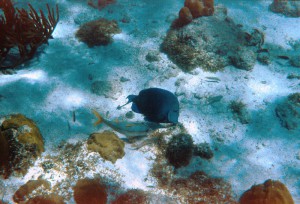 313_Tobago_Cays_20