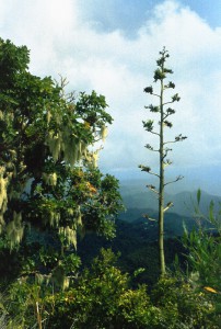 382_Back_St_Lucia_Pitons_Bay_22